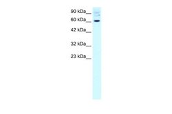 FOXJ2 Antibody, Novus Biologicals 100 &mu;L; Unconjugated:Antibodies, Polyclonal